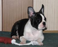   (010-kjaea 12 weeks.jpg, 101.46 Kb, 776 )