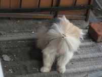   (x_c132aabd.jpg, 56.02 Kb, 617 )