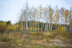  (IMG_5209.jpg, 408.56 Kb, 740 )