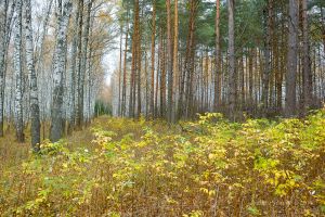   (IMG_5236.jpg, 565.78 Kb, 647 )