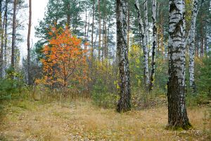  (IMG_5240.jpg, 528.69 Kb, 608 )