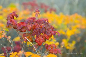   (IMG_5188.jpg, 211.47 Kb, 699 )