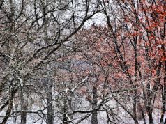   (DSC01276.JPG, 0 Bytes, 422 )