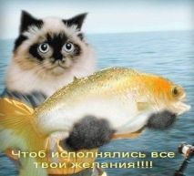   (d427f82c149cd80a8744a05a8958f11d6dfcac100058106.jpg, 48.58 Kb, 582 )