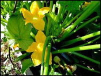   (DSCF5081.JPG, 179.52 Kb, 645 )