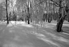   (DSC_0084_j031.jpg, 215.16 Kb, 686 )