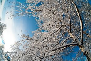   (IMG_15.jpg, 298.53 Kb, 513 )