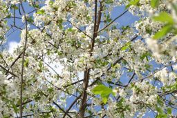   (_DSC0119.jpg, 253.89 Kb, 426 )