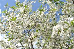   (_DSC0122.jpg, 264.15 Kb, 408 )