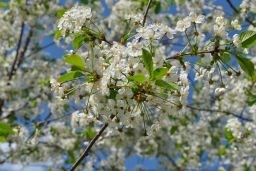   (_DSC0129.jpg, 153.97 Kb, 685 )