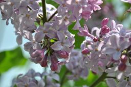   (_DSC0245.jpg, 111.88 Kb, 906 )
