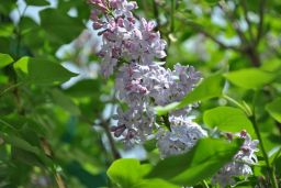   (_DSC0251.jpg, 119.75 Kb, 873 )
