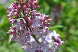   (_DSC0256.jpg, 111.28 Kb, 872 )