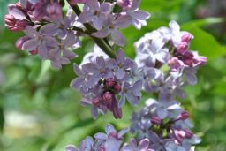   (_DSC0259.jpg, 110.14 Kb, 873 )