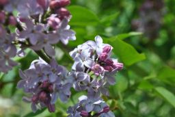   (_DSC0260.jpg, 107.31 Kb, 887 )