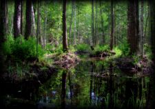   (DSC_0142_437_3_438_4_439_t900.jpg, 349.3 Kb, 527 )