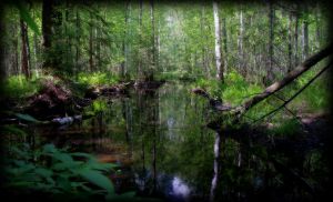   (DSC_0136_431_7121900.jpg, 348.05 Kb, 808 )