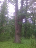   (10062012_010.jpg, 183.76 Kb, 732 )
