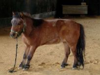   (0527ILPH-pony-laminitis-lr-rgb-730888.jpg, 34.34 Kb, 701 )