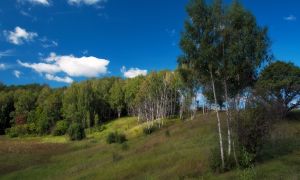   (DSC_0006_720--900.jpg, 341 Kb, 500 )