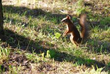   (DSC_0026.jpg, 407.8 Kb, 528 )