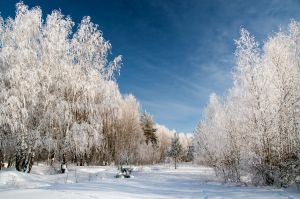   (DSC_0006_332.jpg, 348.54 Kb, 543 )