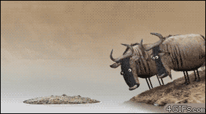   (1361150936160.gif, 1021.62 Kb, 343 )