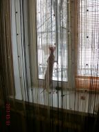   (GEDC0409.JPG, 226.59 Kb, 503 )