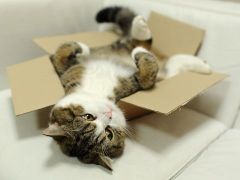   (gOT4cbDJCbk.jpg, 22.58 Kb, 449 )