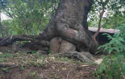   (trees.jpg, 106.18 Kb, 818 )