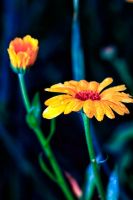   (80-01.jpg, 105.4 Kb, 885 )