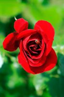   (977.jpg, 100.98 Kb, 925 )