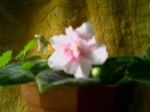   (photo006.jpg, 29.89 Kb, 715 )