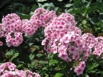   (IMG_0859.jpg, 162.97 Kb, 565 )