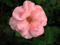   (IMG_0034.jpg, 35.62 Kb, 690 )