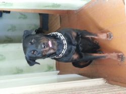   (20131020_133429.jpg, 126.05 Kb, 559 )