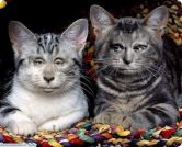   (x_eed454f8.jpg, 76.26 Kb, 579 )