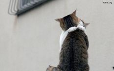   (346932-2010.11.16-03.58.27-bomz.org-lol__prikol_vesna.jpg, 38.43 Kb, 683 )