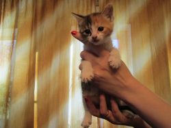   (IMG_0849.JPG, 122.8 Kb, 641 )