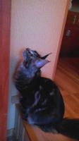   (IMG_20140517_203800222222222222.jpg, 100.56 Kb, 676 )