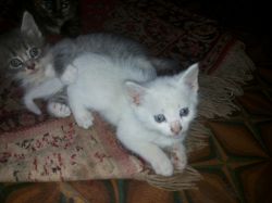   (20140714_142628.jpg, 119.49 Kb, 681 )