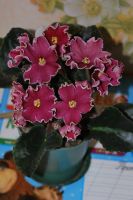   ( Cherriesn Cream (Sorano)    (  ).JPG, 131.36 Kb, 942 )