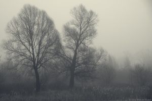   (DSC_2262.jpg, 119.26 Kb, 1032 )