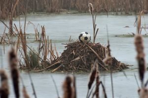   (DSC_2266.jpg, 141.05 Kb, 996 )