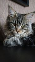   (DSC06516.JPG, 116.19 Kb, 924 )