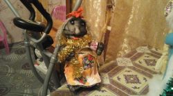   (20141219_015237.jpg, 157.53 Kb, 625 )