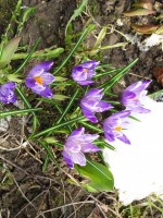   (IMG_5639.JPG, 269.52 Kb, 409 )