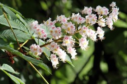   (Chestnut-horse-Flower-1268052151_61.jpg, 153.4 Kb, 809 )