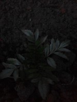   (IMG_20150508_202556.jpg, 117.09 Kb, 792 )