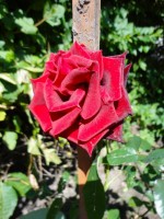   (DSC05185 ().JPG, 174.15 Kb, 874 )